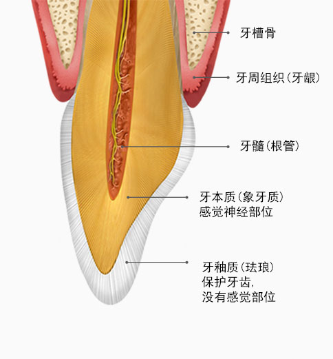 치아단면도